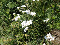 Gypsophila tenuifolia
