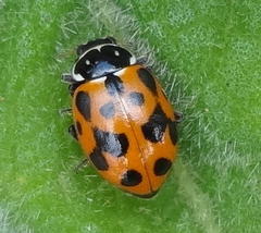 Hippodamia variegata