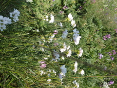 Gypsophila tenuifolia
