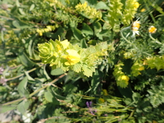 Rhynchocorys elephas