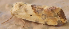 Ponometia libedis