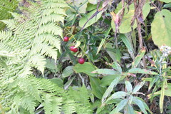 Streptopus lanceolatus