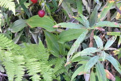 Streptopus lanceolatus