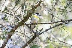 Pachyramphus viridis