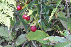 Streptopus lanceolatus