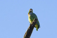 Amazona vinacea