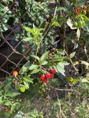 Solanum dulcamara
