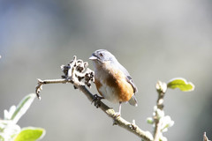 Microspingus lateralis