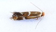 Philonome wielgusi