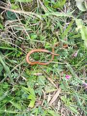 Phalotris lemniscatus