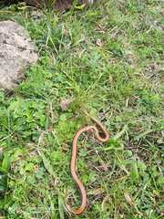 Phalotris lemniscatus