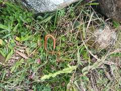 Phalotris lemniscatus