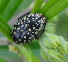 Oxythyrea testaceoguttata