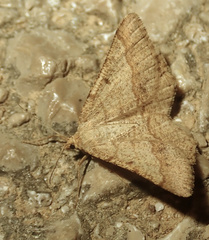Isturgia murinaria