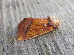 Papaipema leucostigma