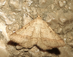 Isturgia murinaria