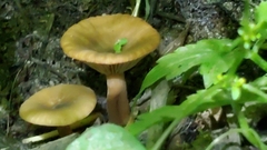Lactarius occidentalis