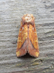 Papaipema leucostigma