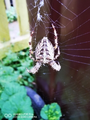 Araneus diadematus