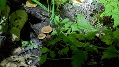 Lactarius occidentalis