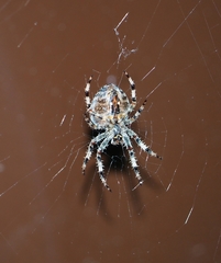 Araneus diadematus