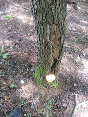 Laetiporus huroniensis