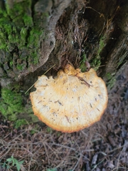 Laetiporus huroniensis