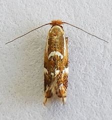 Philonome wielgusi