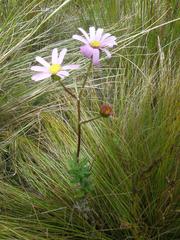 Senecio coleophyllus