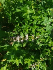 Anthophila