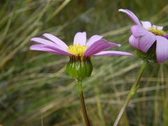 Senecio coleophyllus