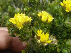 Aspalathus securifolia