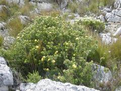 Aspalathus securifolia