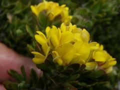 Aspalathus securifolia