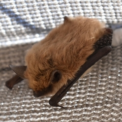 Myotis dinellii