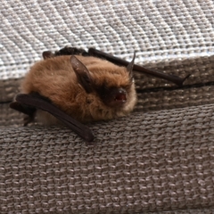 Myotis dinellii