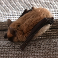 Myotis dinellii