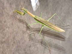 Tenodera sinensis