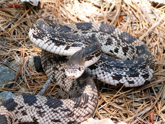 Pituophis melanoleucus melanoleucus