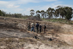 Haemanthus pubescens
