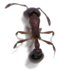 Cardiocondyla minutior