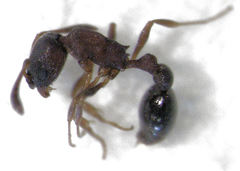 Cardiocondyla minutior