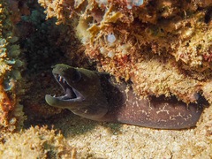 Gymnothorax undulatus