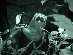 Gray Slender Loris photo 4