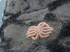 Stichaster australis