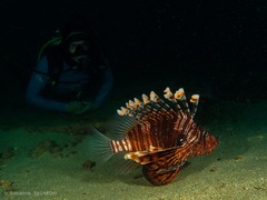 Pterois russelii