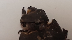 Lucanus tetraodon
