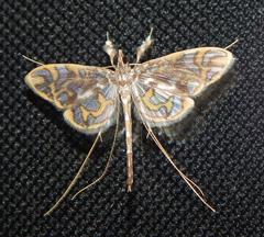 Polythlipta annulifera