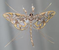 Polythlipta annulifera