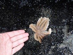 Stichaster australis
